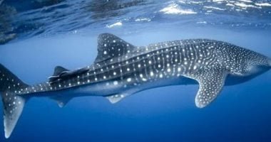 10 معلومات عن القرش الحوتى عملاق البحار اللطيف بعد صيده بطريقة وحشية