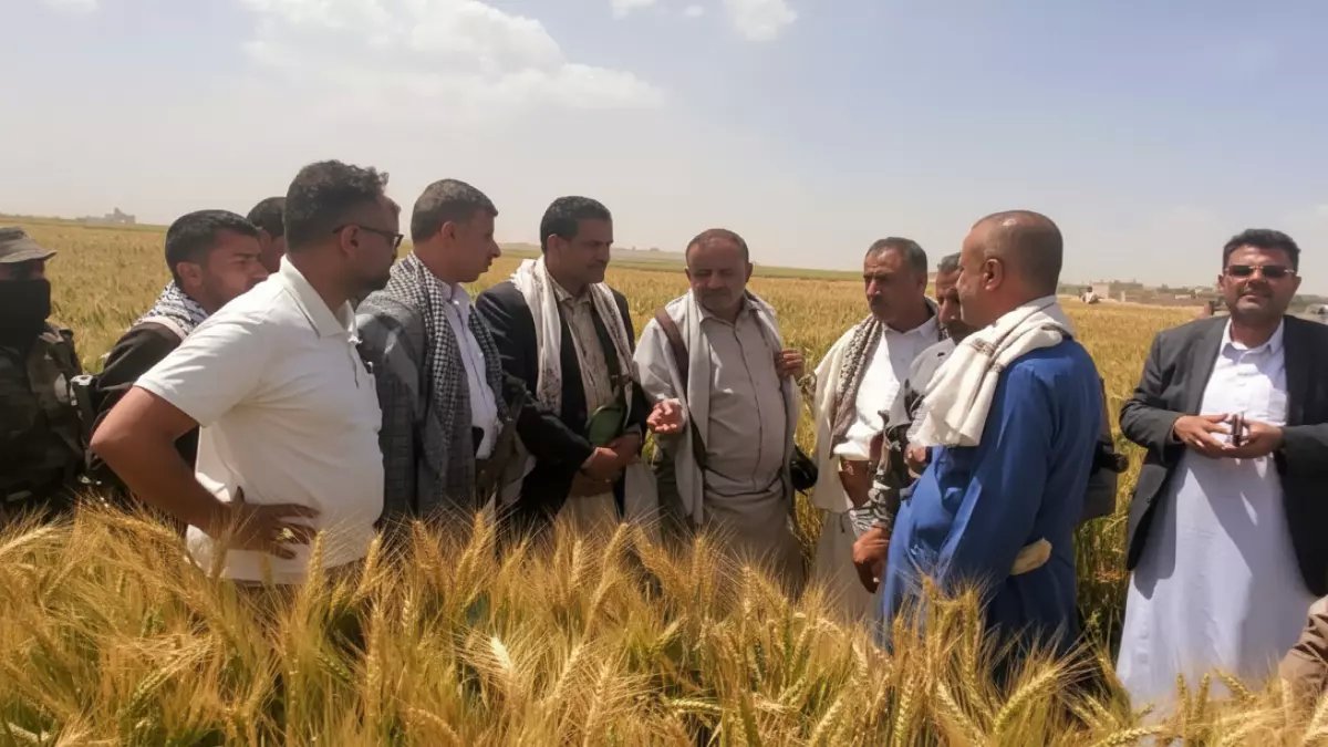 عاجل من ريمة: اكتشاف يهز العالم... مزارعون يمنيون يحققون معجزة 100% ستنهي استيراد الزيتون إلى الأبد!