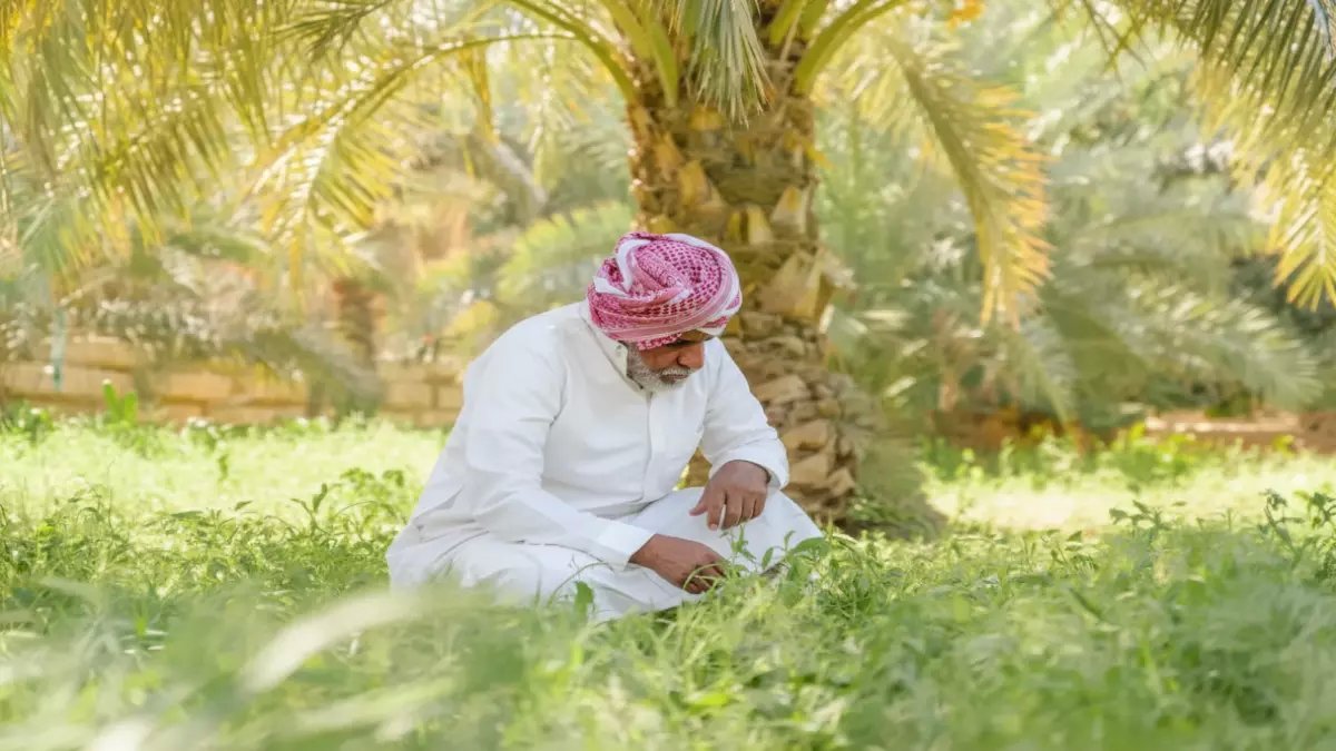 عاجل: مزارع سعودي يخترع شوكولاتة الزيتون الثورية... الطعم الذي سيصدم العالم ويدفع الجوف للعالمية! (صور)