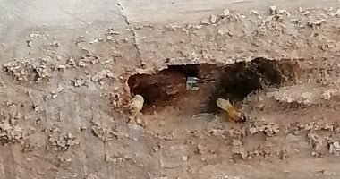 وزارة الزراعة: خدمات مكافحة النمل الأبيض مجانية لغير القادرين