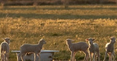 المفوضية الأوروبية توصى بالتطعيم للحد من انتشار جدرى الأغنام والماعز فى اليونان