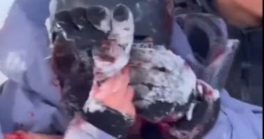 سيلفى الموت.. نمر ثلجى يهاجم سائحة حاولت التقاط صورة معه فى الصين