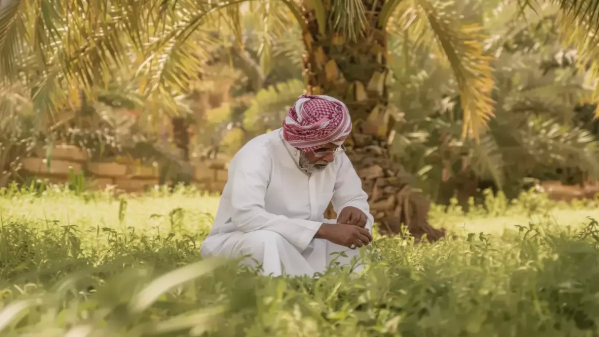 150 ألف طن 'نفايات' في الجوف تهدد بكارثة بيئية... فراس الجابر يحولها إلى سلاح في السوق العالمي للحلويات