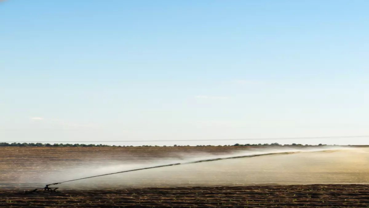 عاجل: السعودية تحظر زراعة الأعلاف المعمرة نهائياً بعد 16 نوفمبر... توفير 23 ألف متر مكعب مياه للهكتار!