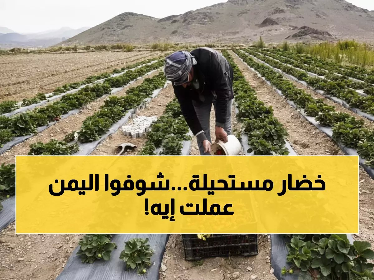  معجزة زراعية في قلب الحرب... الفراولة اليمنية تغزو الأسواق وتهزم المستوردة!
