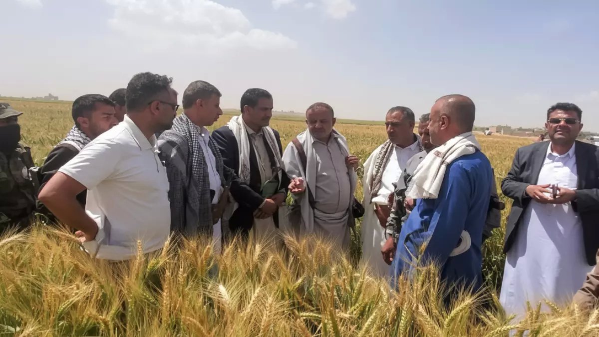 عاجل: مزارعو ريمة يحققون المعجزة... 100% نجاح في زراعة الزيتون خلال موسم واحد فقط!