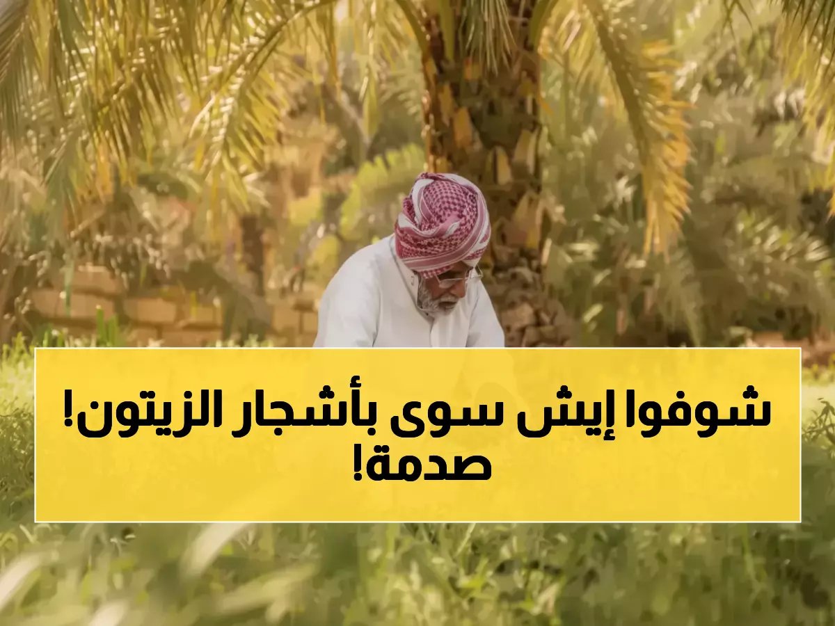  مزارع سعودي يصدم العالم بتحويل 23 مليون شجرة زيتون لشوكولاتة ثورية… الطعم الذي حطم قواعد الصناعة!