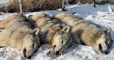 إعدام ثلاثة ذئاب رمادية يثير غضب ناشطي البيئة