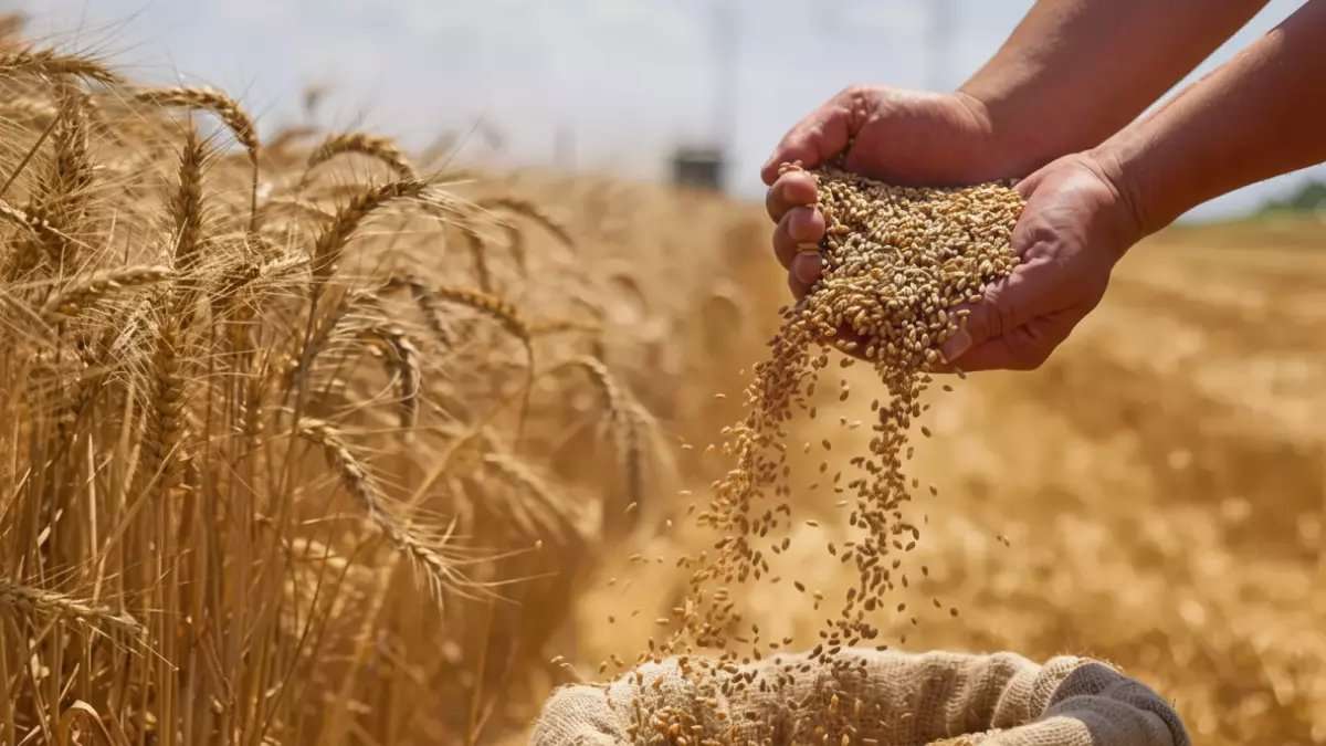 عاجل: مصر تصدم العالم وتحتل المركز الثاني عالمياً في إنتاج القمح بـ 19.56 إردباً للفدان… إنجاز يُعيد كتابة التاريخ!