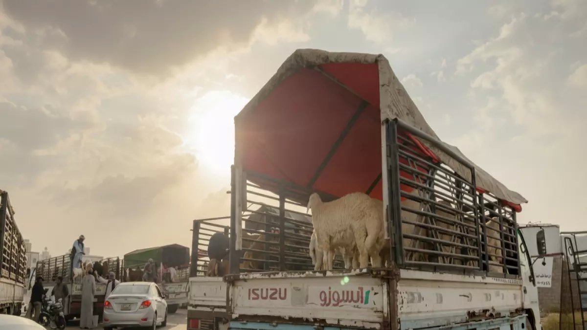 عاجل: انفجار جنوني في أسعار المواشي بالطائف... التيس بـ2200 ريال والمواطنون في صدمة!