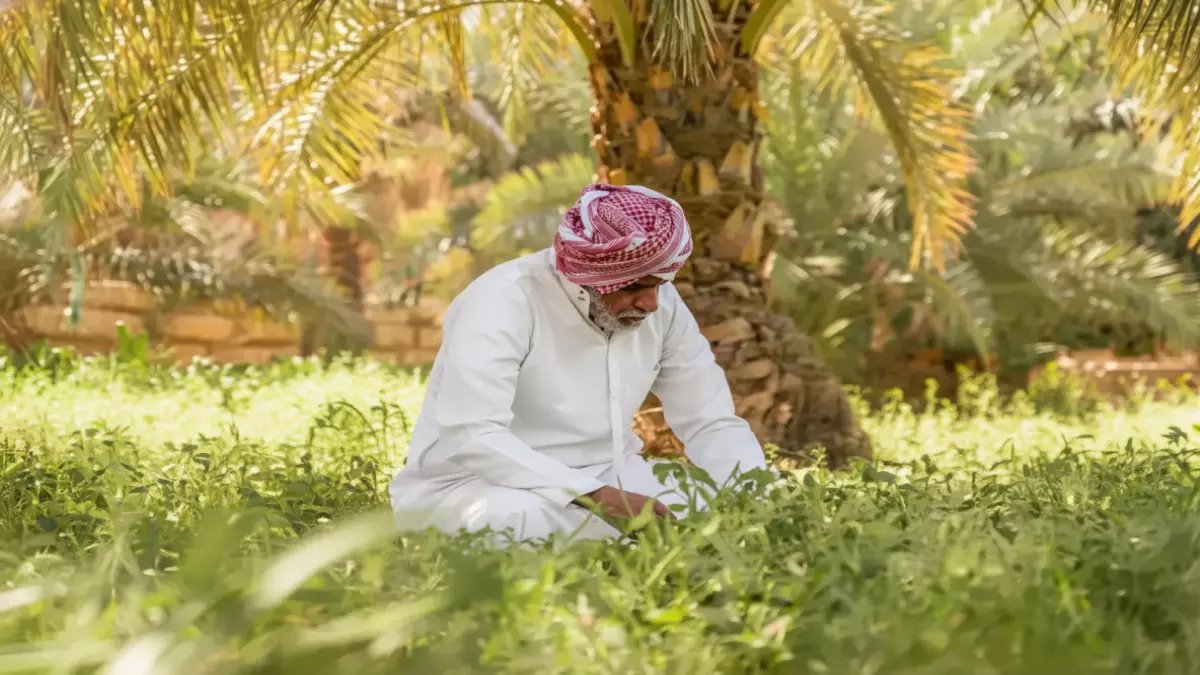 مزارع سعودي... كيف حوّل 'الفائض المحلي' إلى كنز عالمي؟ الإجابة: 150 ألف طن زيتون تحولت إلى شوكولاتة رفيعة تنتشر في العالم.