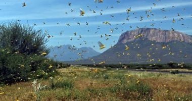 صمت الحشرات.. تحذير بيئى ينذر بمستقبل مقلق للبشرية بعد اختفاء بعض الكائنات