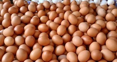 وزارة الزراعة تطرح كرتونة البيض بـ 110 جنيهات بمعرض المتحف الزراعى بالدقى
