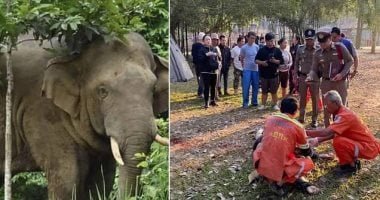 داس عليه.. لحظات مرعبة لوفاة سائح سحقه فيل هائج داخل مخيم وسط تايلاند