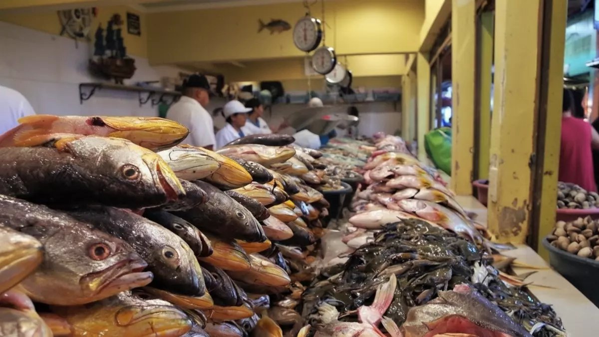 خطة مصر السرية تحدث ثورة سمكية: إطلاق 2 مليون زريعة في الفيوم... هل نصل لـ 3 ملايين طن بحلول 2030؟