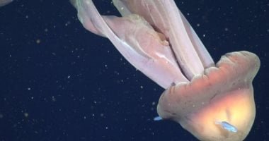 طوله 11 متر.. قنديل بحر شبح عملاق يثير الرعب فى الأرجنتين "فيديو"