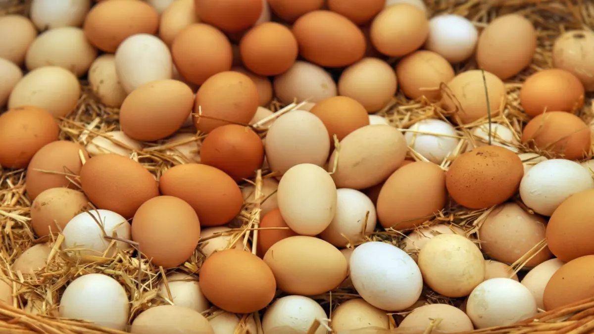 عاجل: صدمة جديدة في أسعار البيض بمصر... كرتونة بـ155 جنيه والارتفاع مستمر!