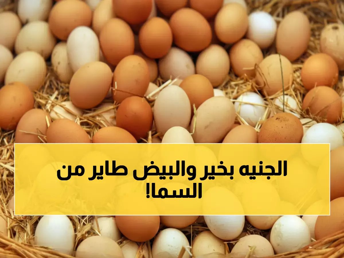  صدمة جديدة في أسعار البيض بمصر... كرتونة بـ155 جنيه والارتفاع مستمر!