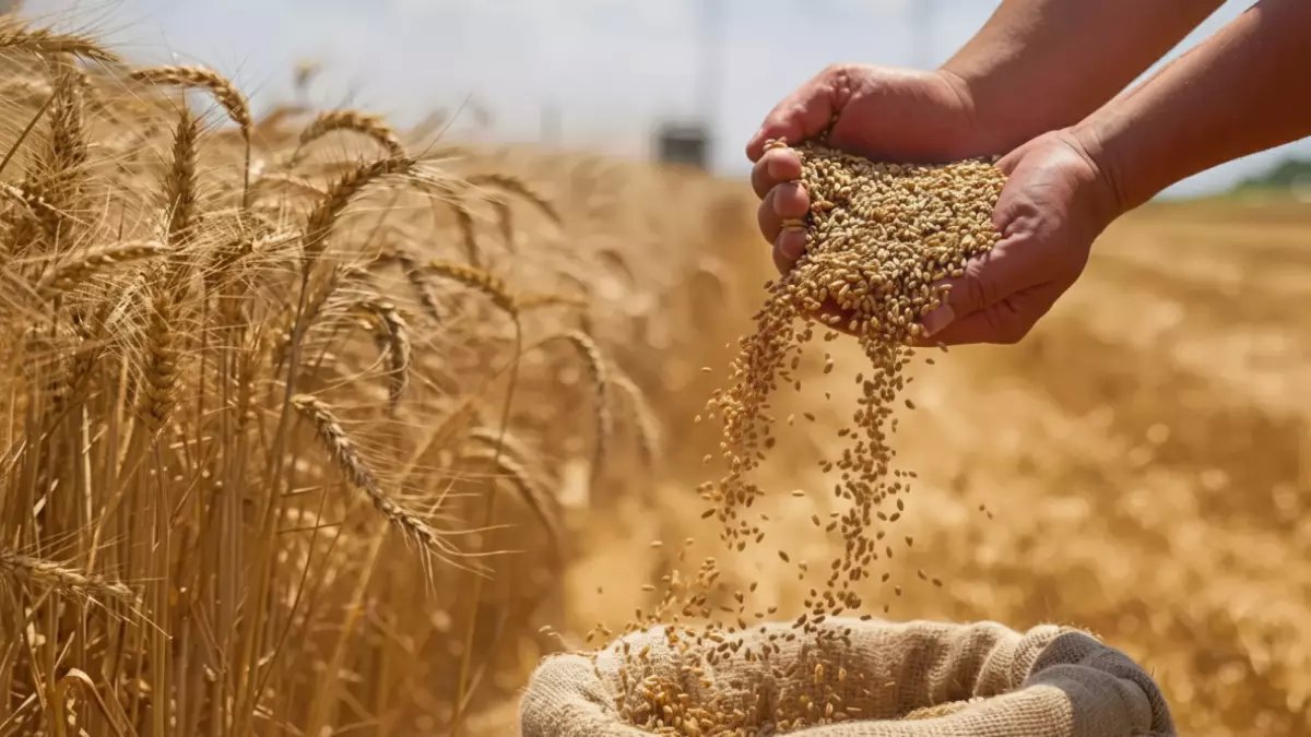 مفاجأة في سباق القمح العالمي: وزير الزراعة علاء فاروق يكشف عن حقول مصرية حققت 30 إردباً للفدان!