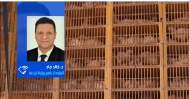 متحدث الزراعة: مصر تمتلك اكتفاء ذاتيا من الدواجن والأسعار ستشهد استقرارا
