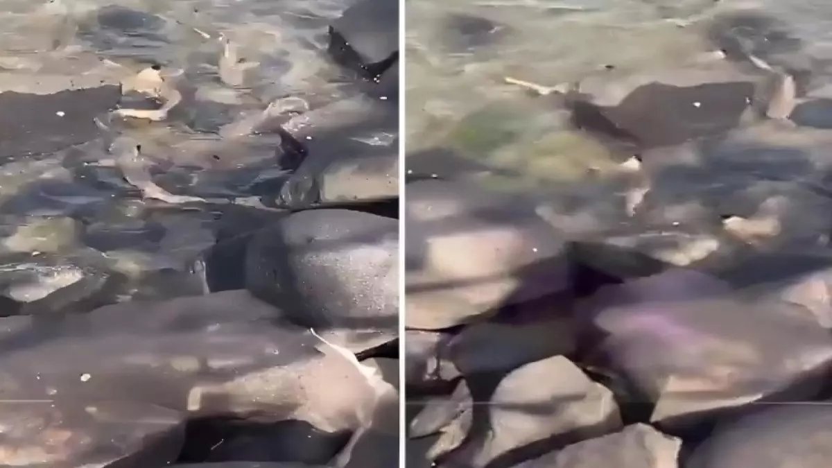 صادم: أسماك قرش "مولودة حديثاً" تظهر أمام العائلات في كورنيش جدة - فيديو مسرب يكشف السر!