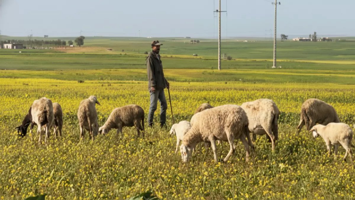 معجزة عبدة: بعد 7 سنوات من الجفاف القاتل… المراعي تنبعث خضراء والفلاحون يتحدثون عن أضاحي استثنائية!