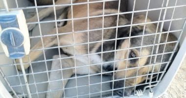 الزراعة: تحصين 8.254 كلب حر وتعقيم 1.122 آخرين منذ أول يناير