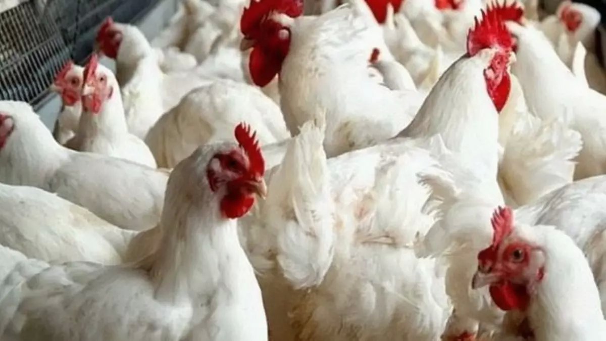 عاجل: شعبة الدواجن تفجر مفاجأة صادمة... أسعار الفراخ ستنهار بعد أسبوع رمضان!