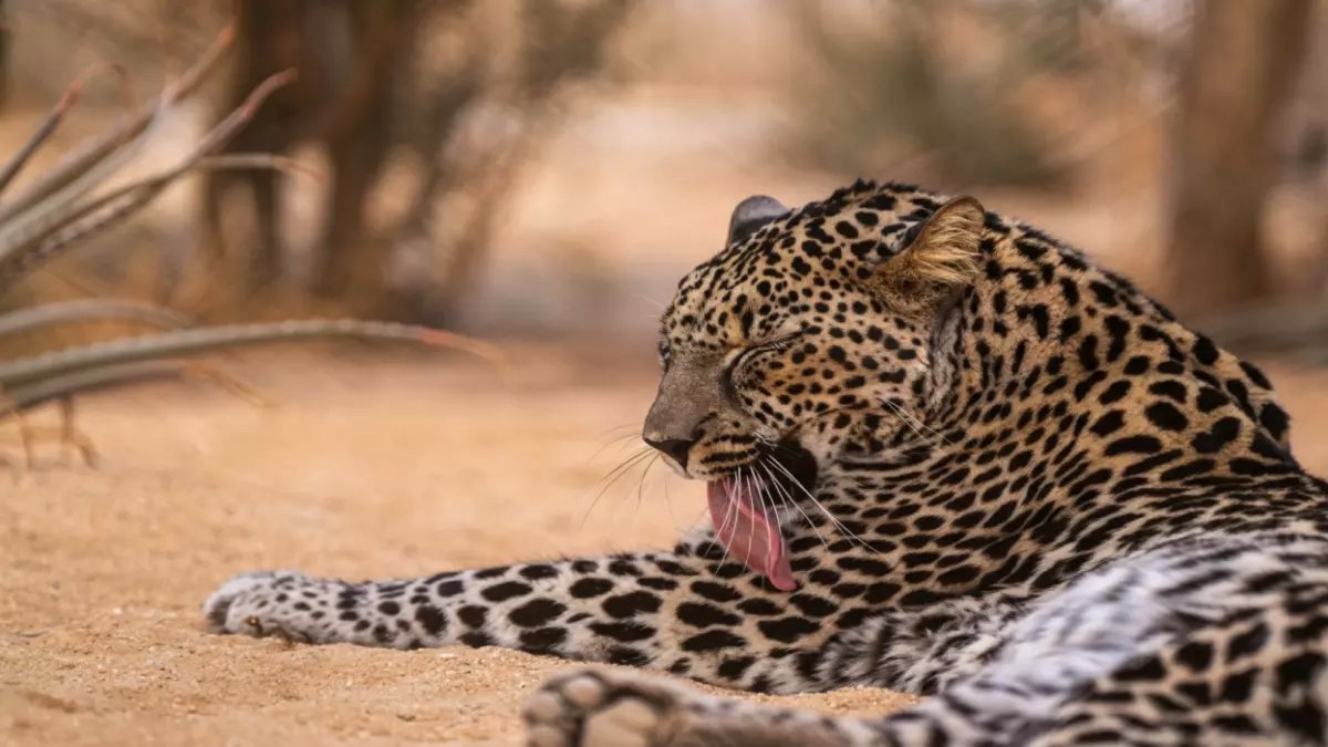 عاجل: العُلا تصنع التاريخ... أول ولادة للنمر العربي في السعودية منذ 30 عاماً!