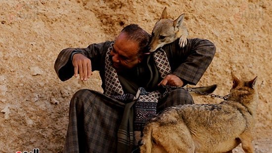 عندما-يعطيك-الذئب-الامان-