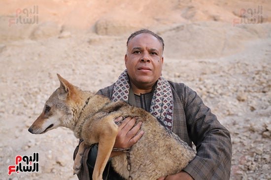 محرر-اليوم-السابع-يحمل-الذئب-بلا-خوف-