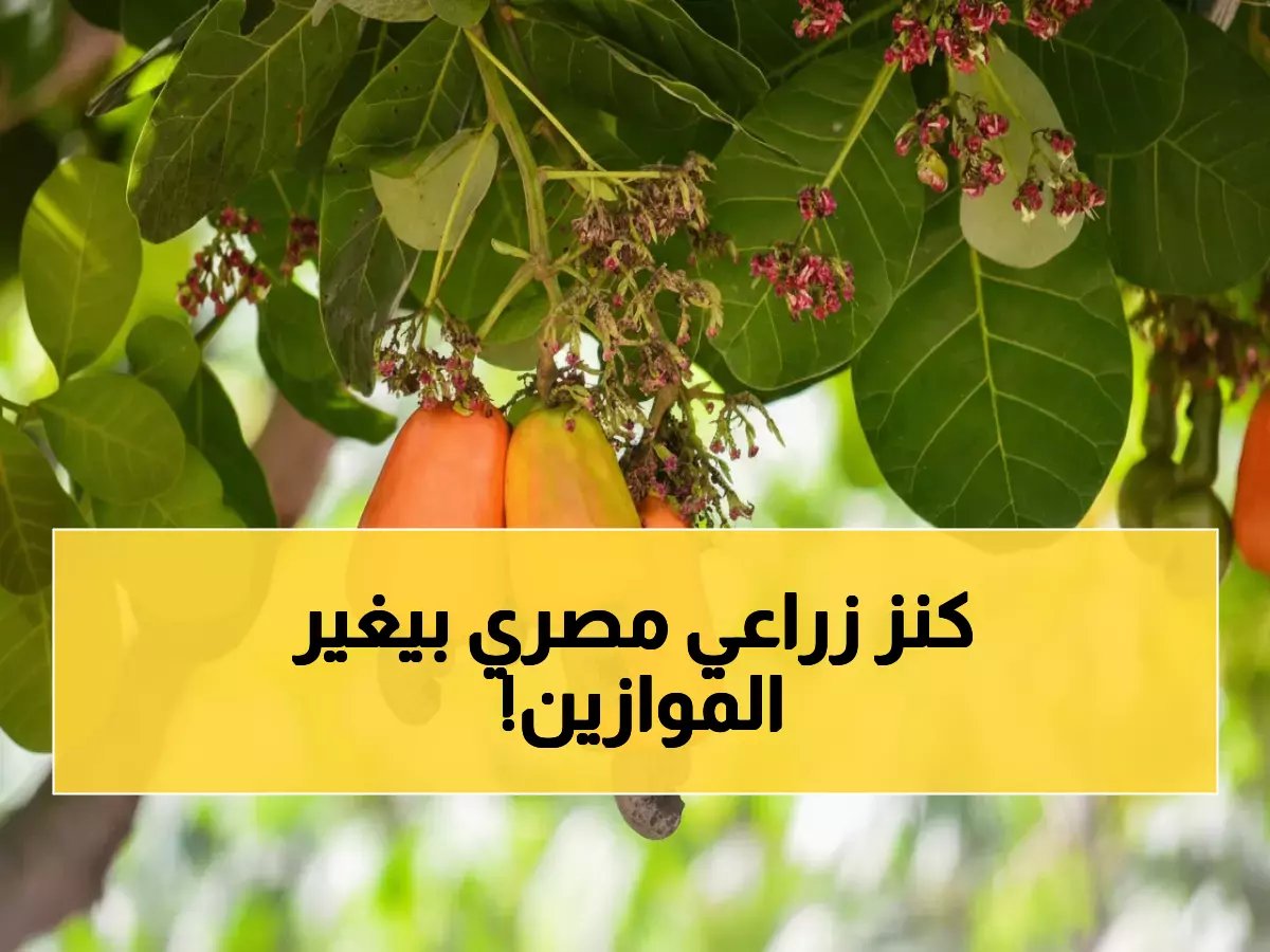  الكنز المدفون في مصر... محصول واحد يحقق أرباحاً خيالية ويغير خريطة الاقتصاد الزراعي!