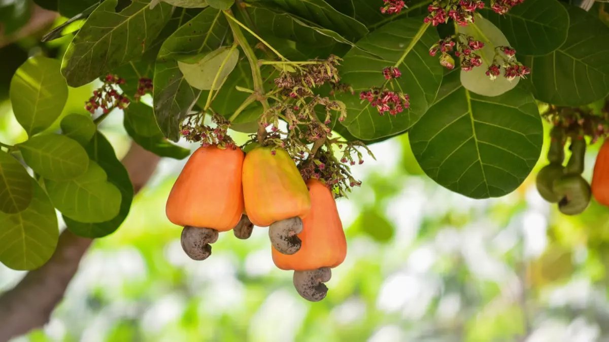 عاجل: الكنز المدفون في مصر... محصول واحد يحقق أرباحاً خيالية ويغير خريطة الاقتصاد الزراعي!