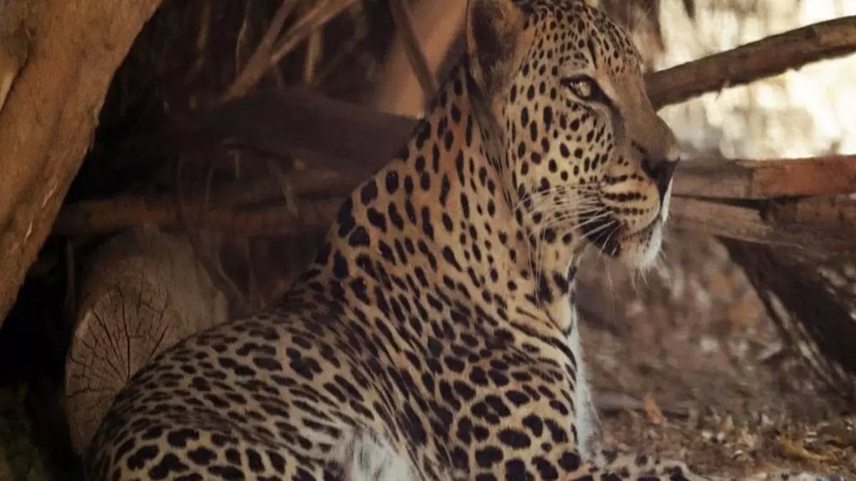 عاجل: آخر 200 نمر عربي على وشك الانقراض... هل ننقذ "حارس الصحراء" قبل فوات الأوان؟