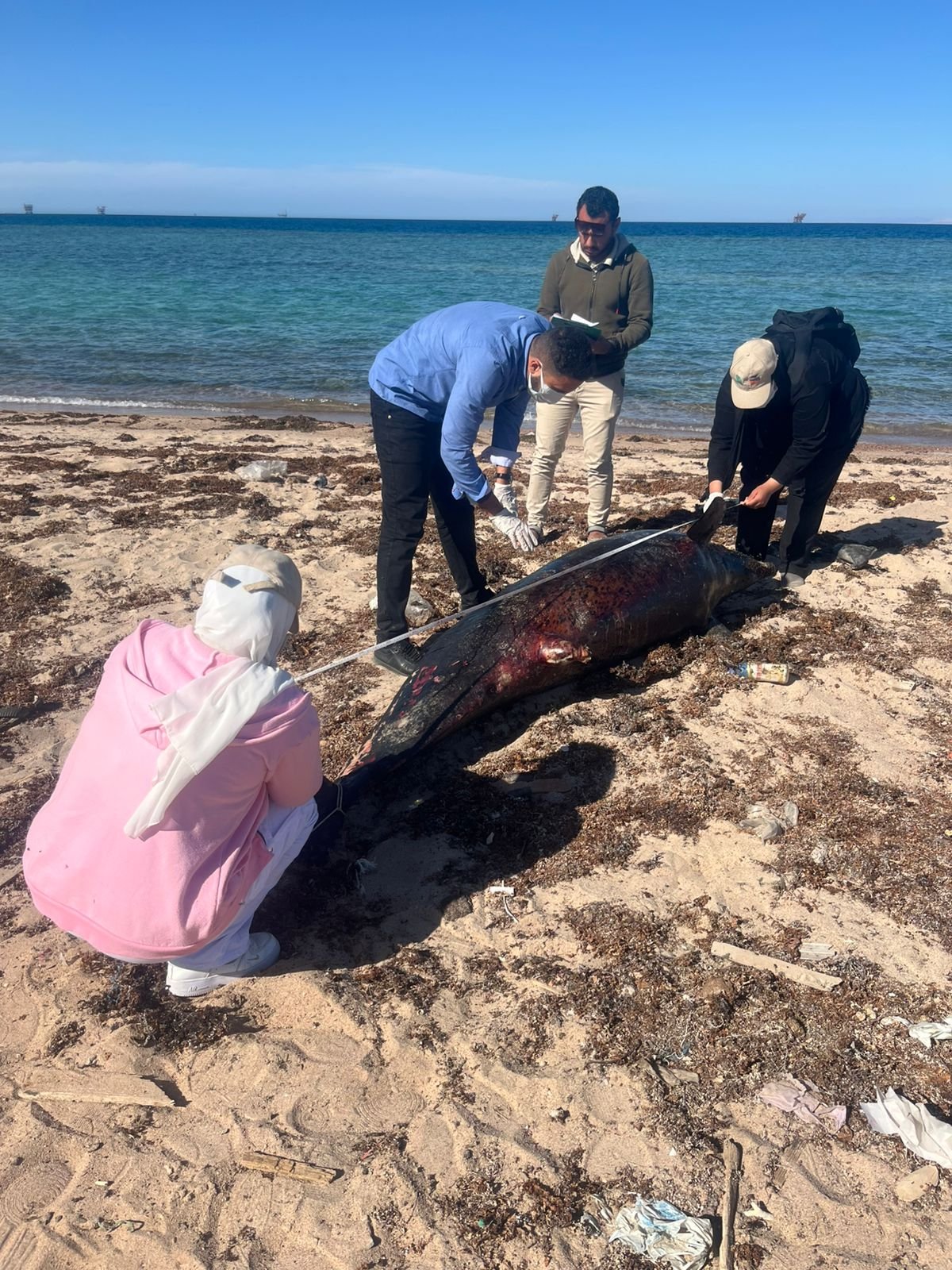 خلال دفن الدولفين النافق