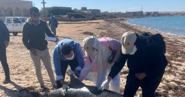 وزيرة البيئة: دفن الدولفين النافق فى رأس غارب بشكل آمن.. صور