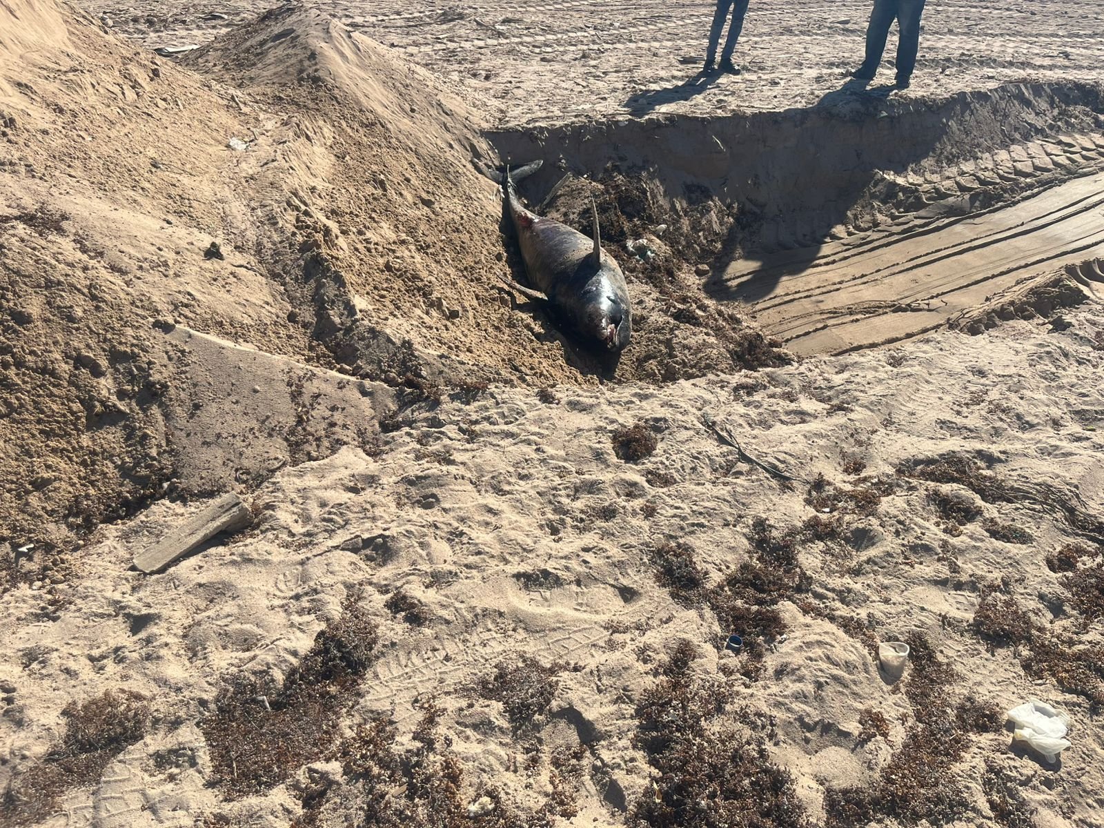 دفن الدولفين النافق