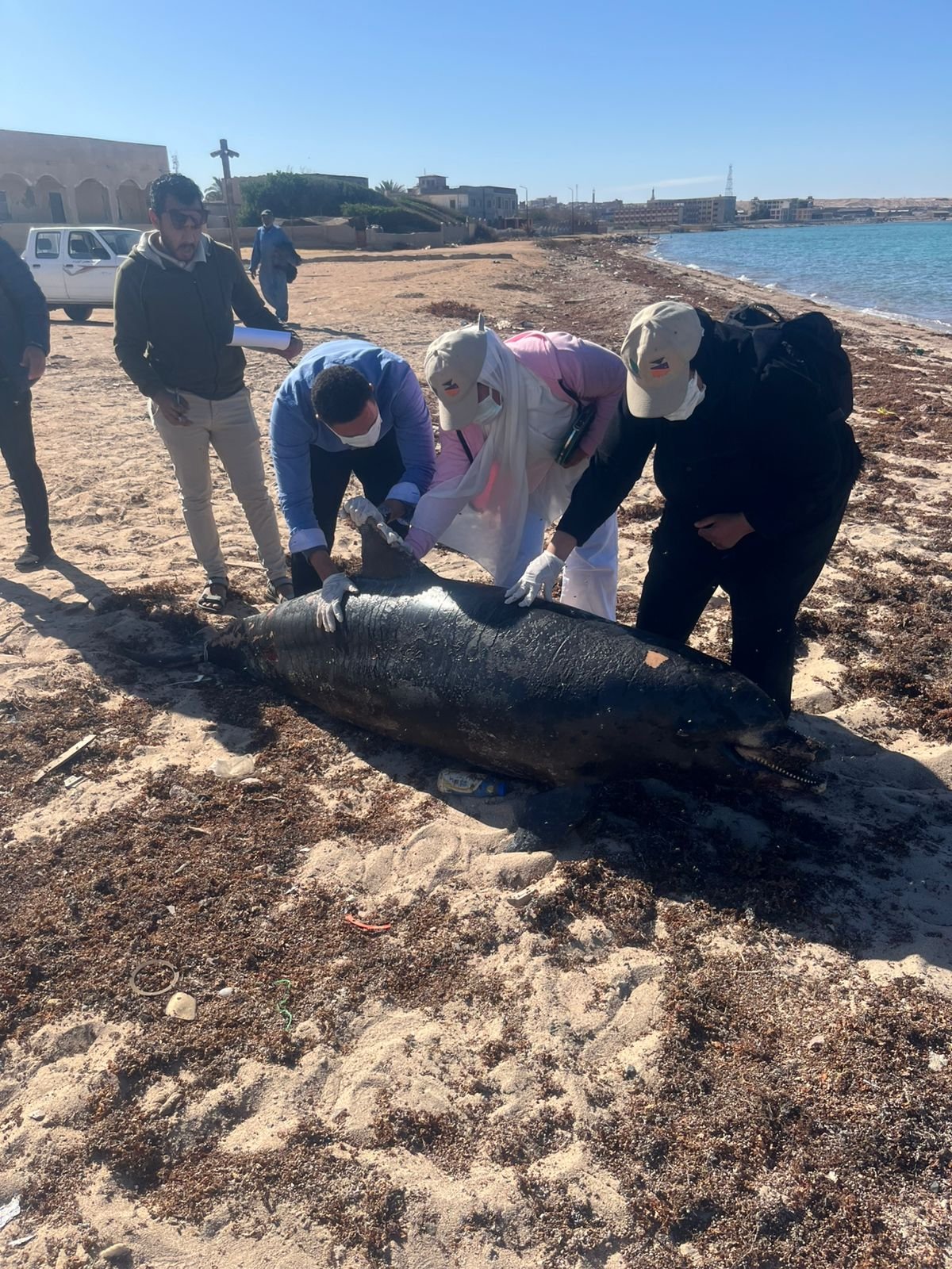 جانب من عملية دفن الدلولفن