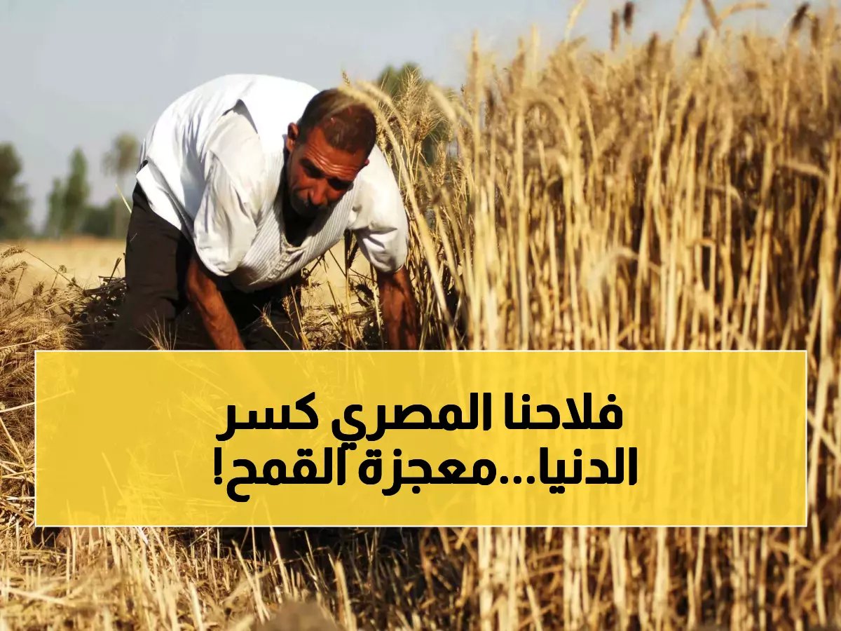  مصر تحطم الأرقام القياسية وتقفز للمركز الثاني عالمياً في إنتاج القمح بـ19.56 إردباً… إنجاز يصدم العالم!