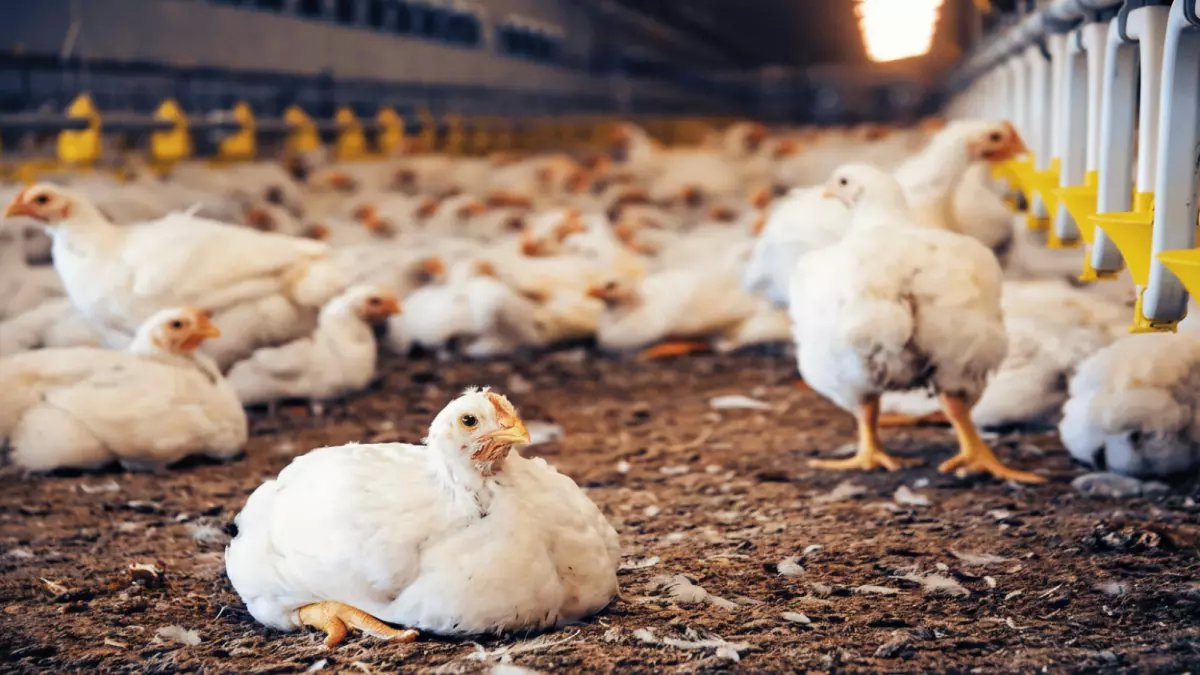 عاجل: صدمة جديدة في أسعار الفراخ اليوم - ارتفاع جنوني يصل لـ135 جنيهاً والحكومة تهدد بالاستيراد!