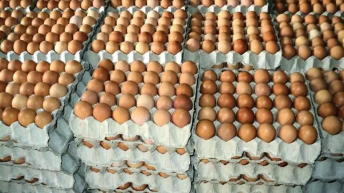 عاجل: انفجار أسعار البيض في مصر... الكرتونة تصل 165 جنيه - صدمة للأسر المصرية!