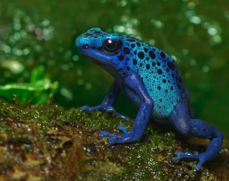 ضفدع السهام