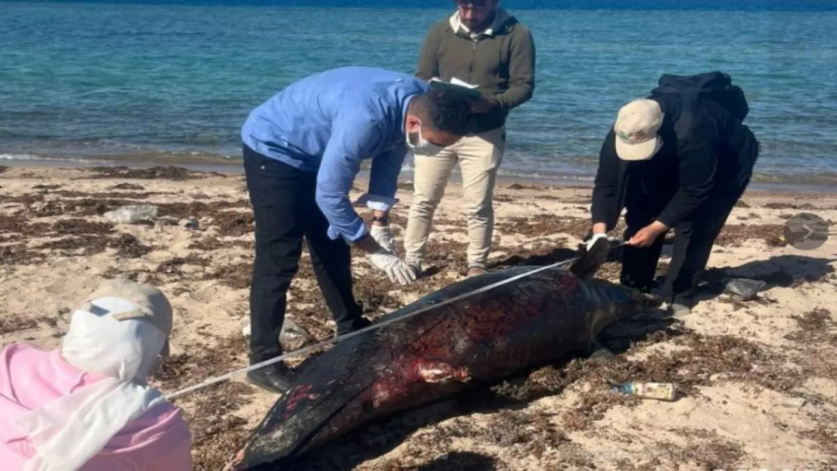 عاجل: استثمارات ضخمة بـ 3.3 مليار ريال تحوّل شمال الرياض لمدينة سكنية عملاقة - 3018 وحدة جديدة!