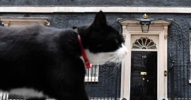 دبلوماسي متميز.. وفاة القط بالمرستون كبير صائدي الفئران بالخارجية البريطانية