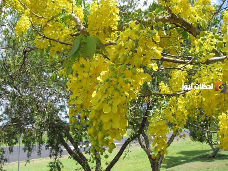 ما هي فوائد خيار الشمبر؟ ومتى يجب الامتناع عن استخدام خيار الشمبر؟