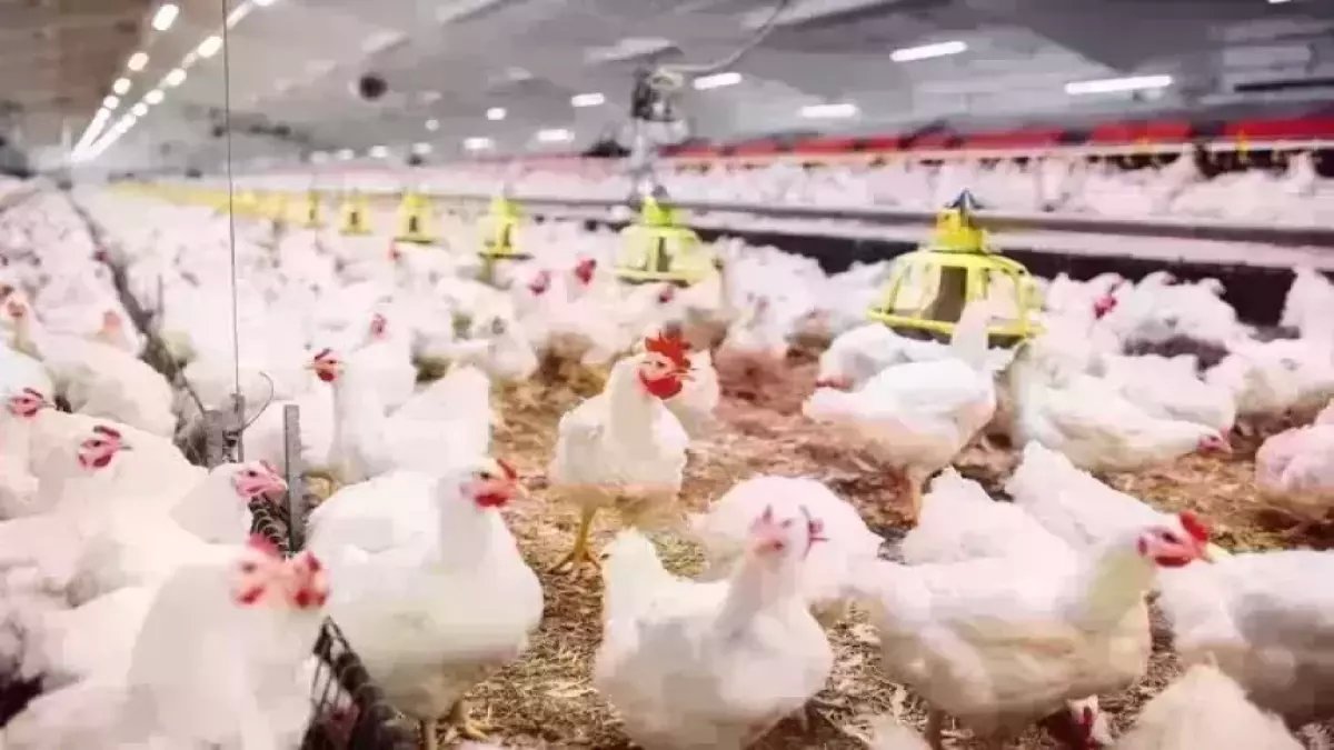 عاجل: سعر الفراخ يصل لـ91 جنيه قبل رمضان.. والبانيه بـ210 جنيه يصدم المصريين!