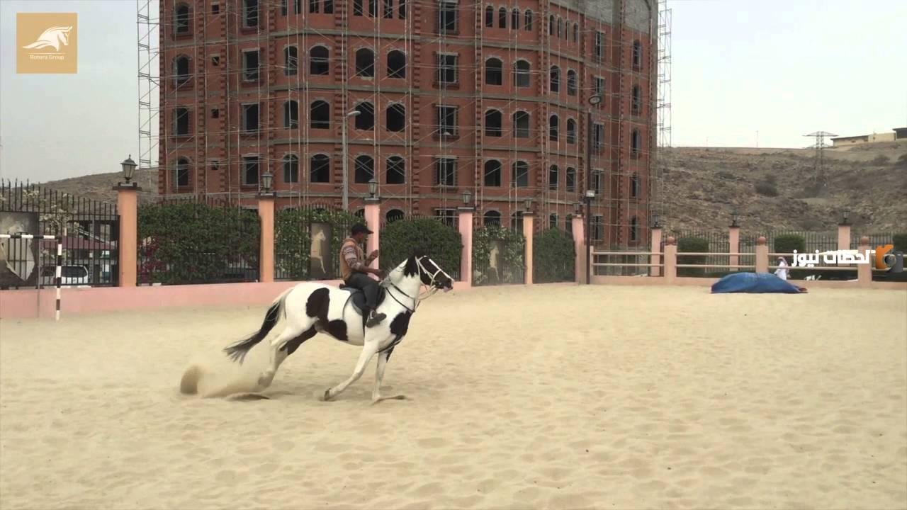 الوجهة السياحية الأفضل في المملكة.. كل ما تريد معرفته عن منتجع روهارا الطائف