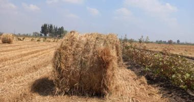 رئيس شعبة الأرز: مخزون استراتيجى يكفى 9 أشهر واستقرار الأسعار خلال رمضان