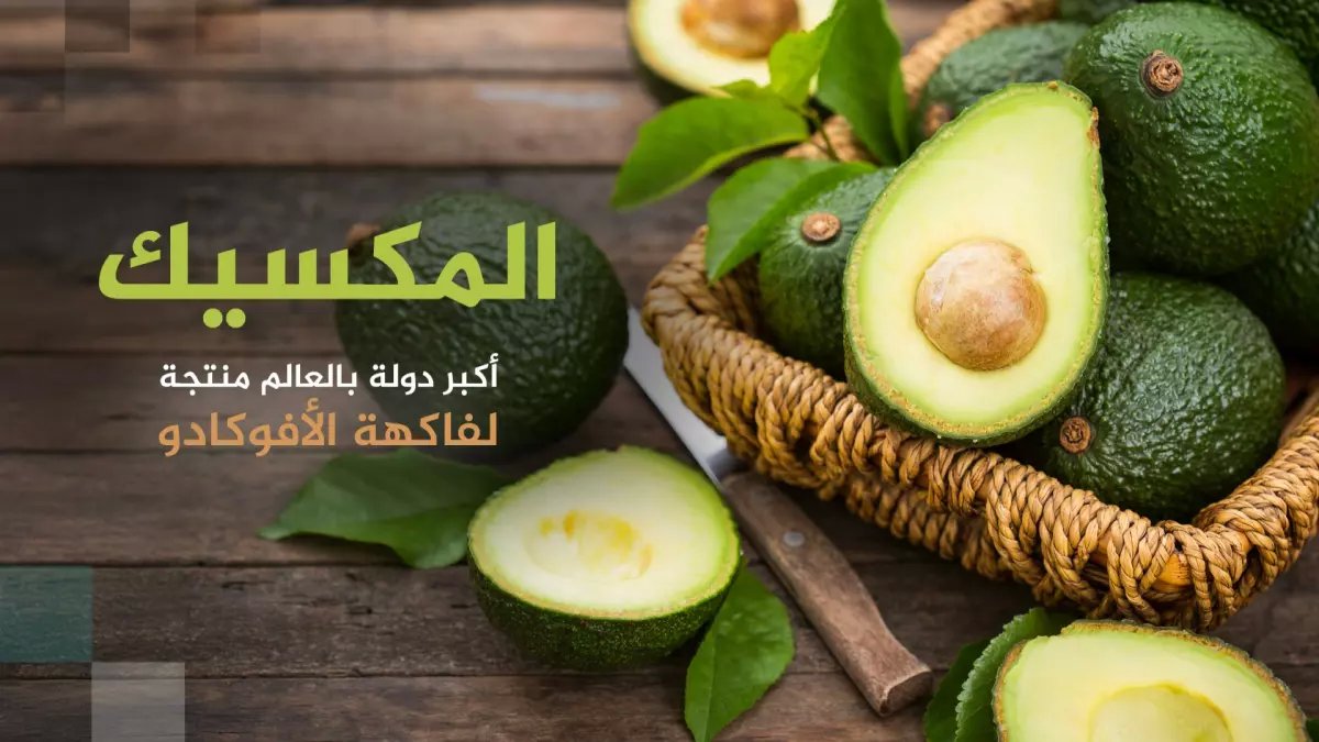 صادم: أمريكا تستورد أفوكادو بـ3 مليارات دولار سنوياً... والسوق ينفجر إلى 26 مليار دولار خلال 5 سنوات!