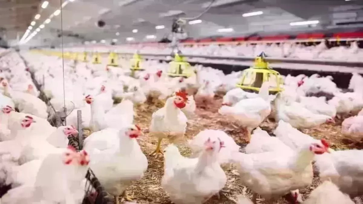 عاجل: البانيه يحطم الأرقام القياسية بـ 270 جنيه قبل رمضان... والمواطنون يواجهون صدمة الأسعار!